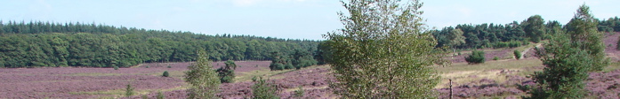 Heide